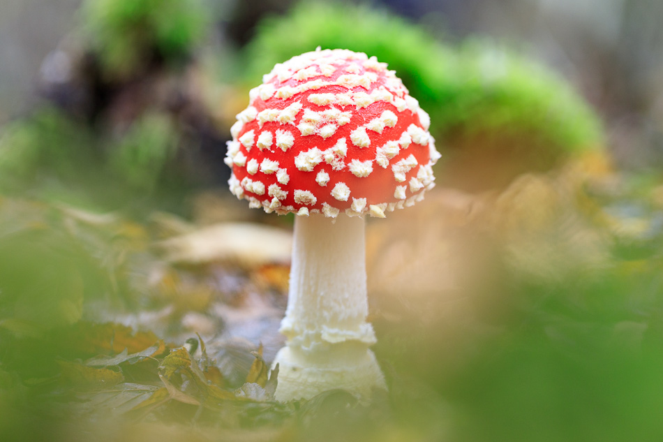 amanita_muscarina