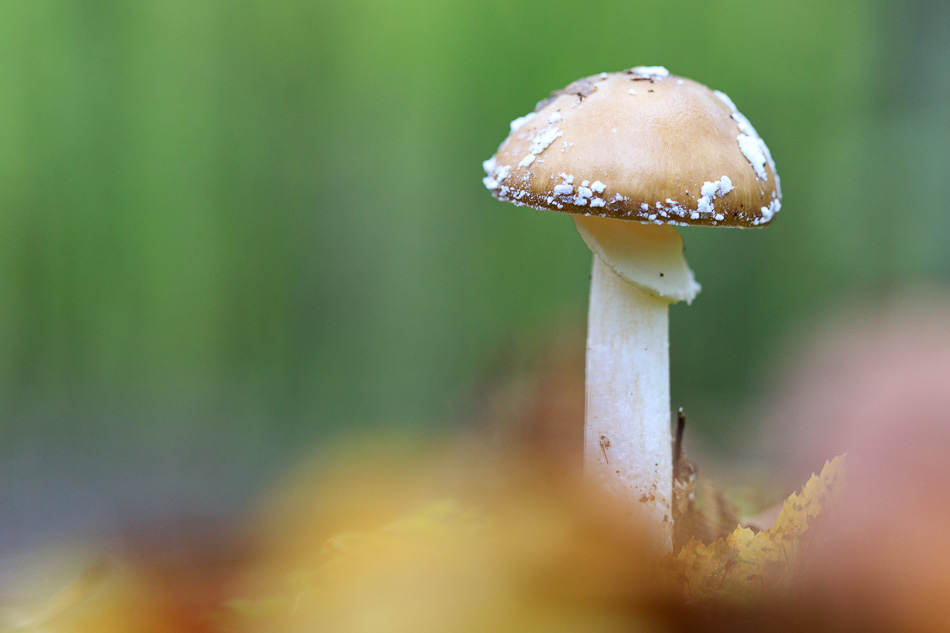 amanita_pantherina