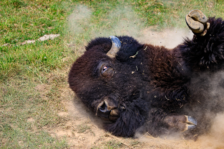 bison1