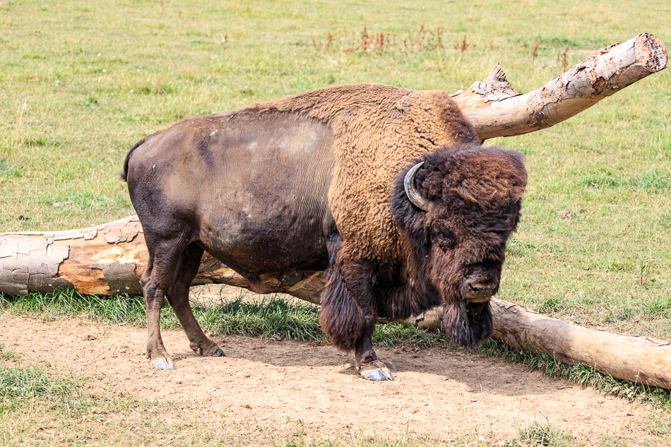 bison2