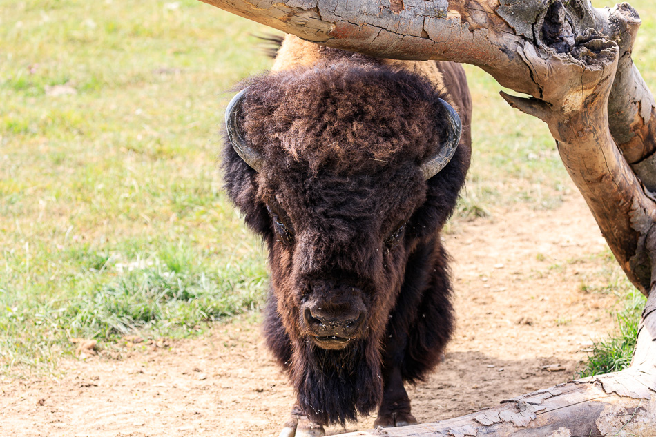 bison3